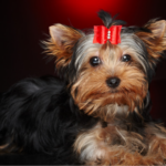 Trendy Short Yorkie Haircuts For Your Pet In 2023