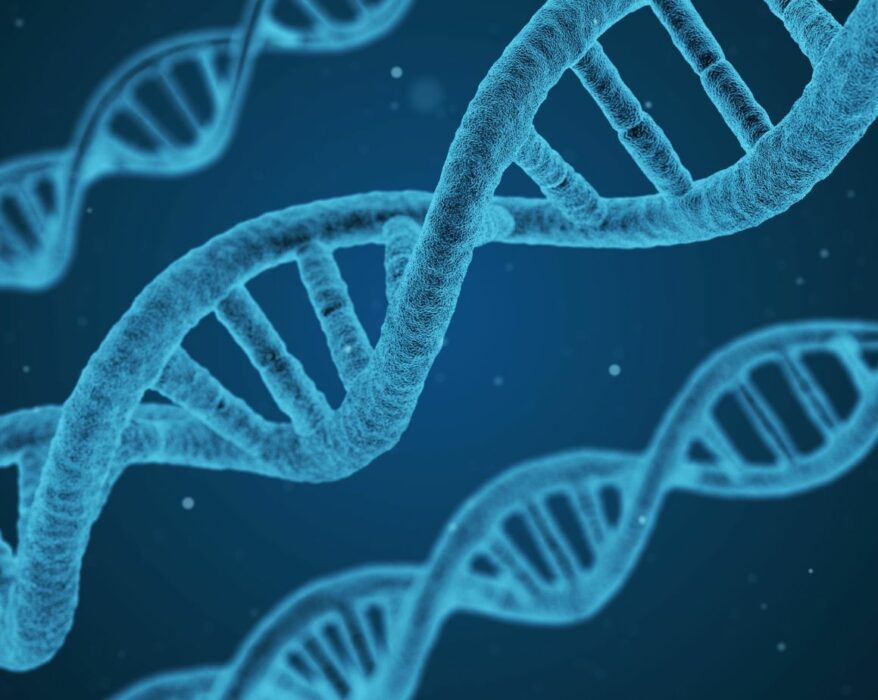 dna looks sort of like a weird ladder. the "rungs" of the ladder are the