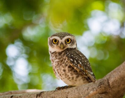 what does it mean when you see a brown owl at night