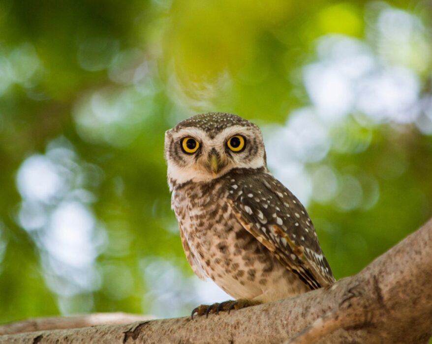 what does it mean when you see a brown owl at night