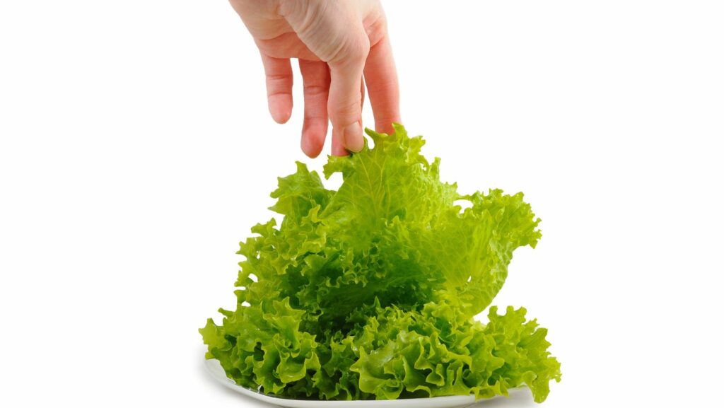 is it okay to eat lettuce that is turning red